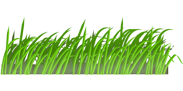 Illustration d'herbe. Source : pixabay.