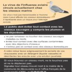 Influenza aviaire et poulaillers des particuliers