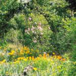 Le printemps de la nature du 20 mars au 21 juin
